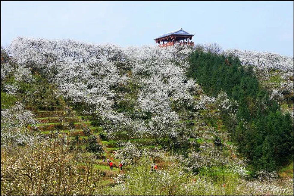 【春天，广西桂林灌阳县向您发出邀请！】我们在灌阳看梨花 - 游山玩水 - 西双版纳生活社区 - 西双版纳28生活网 bn.28life.net