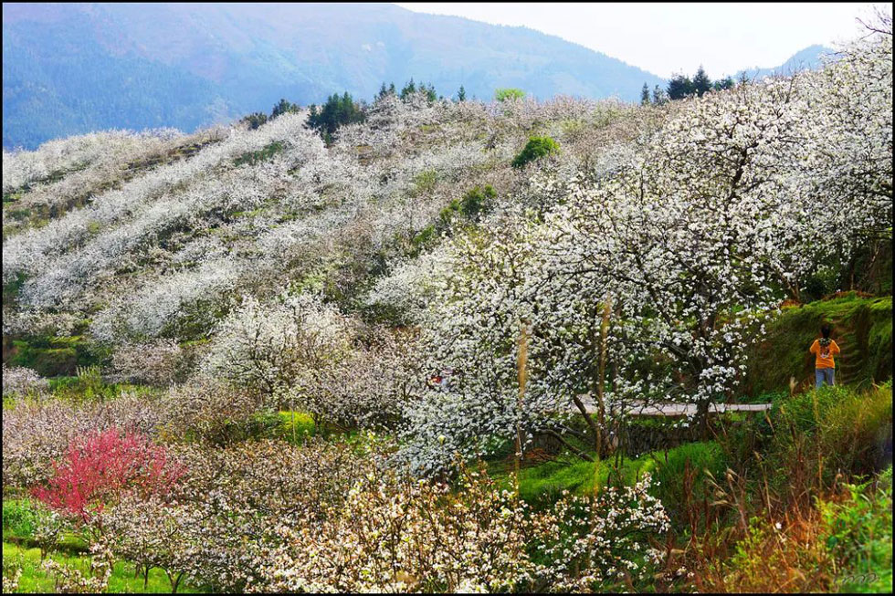 【春天，广西桂林灌阳县向您发出邀请！】我们在灌阳看梨花 - 游山玩水 - 西双版纳生活社区 - 西双版纳28生活网 bn.28life.net