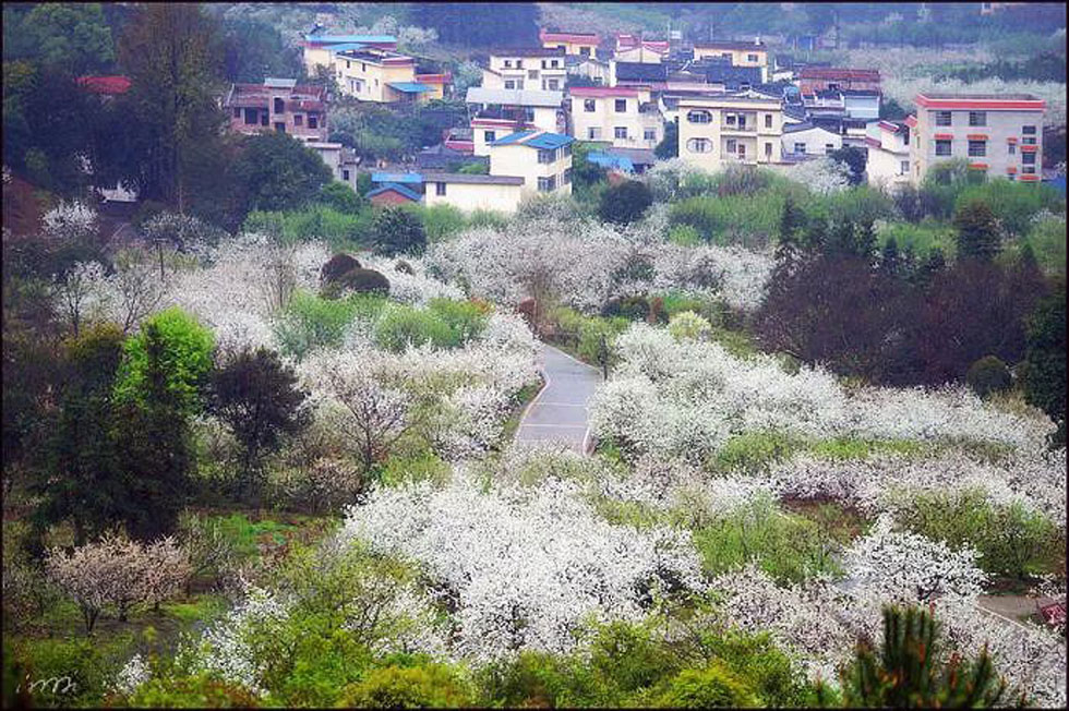 【春天，广西桂林灌阳县向您发出邀请！】我们在灌阳看梨花 - 游山玩水 - 西双版纳生活社区 - 西双版纳28生活网 bn.28life.net