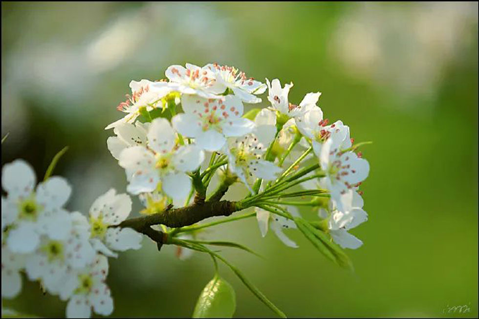 【春天，广西桂林灌阳县向您发出邀请！】我们在灌阳看梨花 - 游山玩水 - 西双版纳生活社区 - 西双版纳28生活网 bn.28life.net