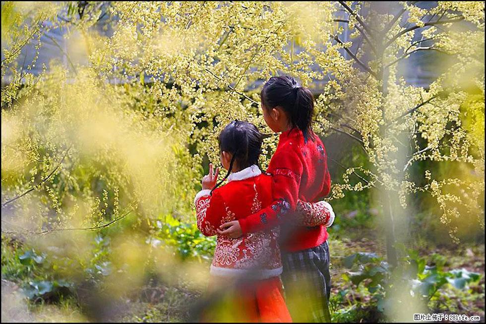 【春天，广西桂林灌阳县向您发出邀请！】米珠山前有片山苍子花在飘香 - 游山玩水 - 西双版纳生活社区 - 西双版纳28生活网 bn.28life.net