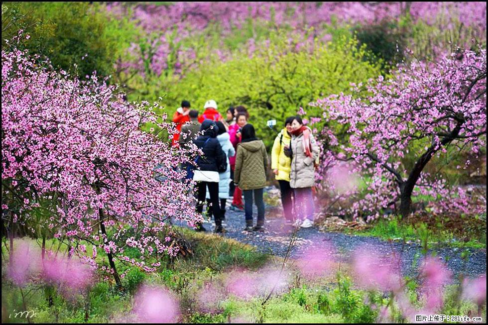 【春天，广西桂林灌阳县向您发出邀请！】官庄村有个醉美的桃花园 - 游山玩水 - 西双版纳生活社区 - 西双版纳28生活网 bn.28life.net