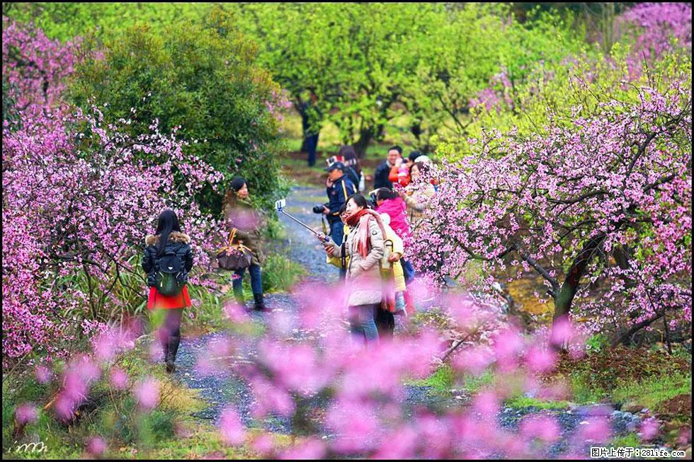 【春天，广西桂林灌阳县向您发出邀请！】官庄村有个醉美的桃花园 - 游山玩水 - 西双版纳生活社区 - 西双版纳28生活网 bn.28life.net