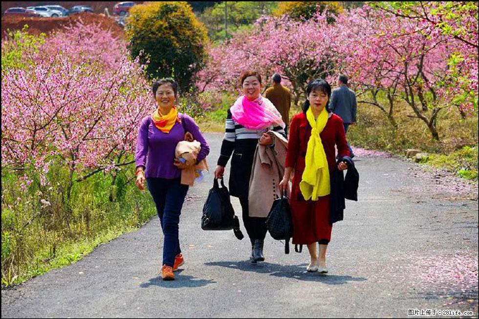 【春天，广西桂林灌阳县向您发出邀请！】官庄村有个醉美的桃花园 - 游山玩水 - 西双版纳生活社区 - 西双版纳28生活网 bn.28life.net