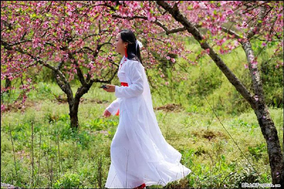 【春天，广西桂林灌阳县向您发出邀请！】官庄村有个醉美的桃花园 - 游山玩水 - 西双版纳生活社区 - 西双版纳28生活网 bn.28life.net