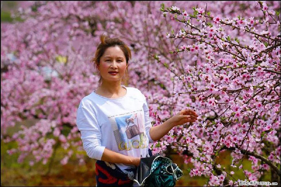 【春天，广西桂林灌阳县向您发出邀请！】官庄村有个醉美的桃花园 - 游山玩水 - 西双版纳生活社区 - 西双版纳28生活网 bn.28life.net