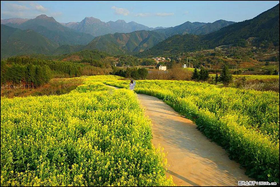 【春天，广西桂林灌阳县向您发出邀请！】长坪村油菜盛情花开 - 游山玩水 - 西双版纳生活社区 - 西双版纳28生活网 bn.28life.net