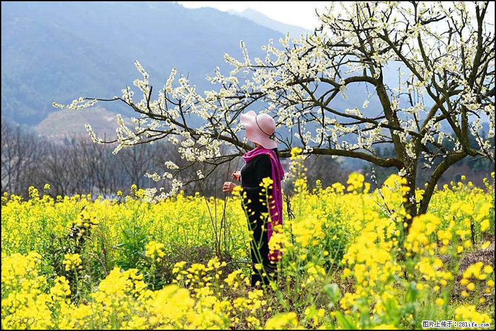 【春天，广西桂林灌阳县向您发出邀请！】长坪村油菜盛情花开 - 游山玩水 - 西双版纳生活社区 - 西双版纳28生活网 bn.28life.net