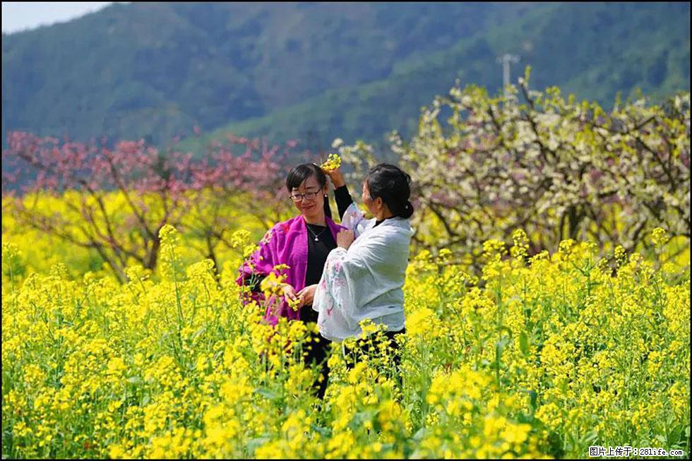 【春天，广西桂林灌阳县向您发出邀请！】长坪村油菜盛情花开 - 游山玩水 - 西双版纳生活社区 - 西双版纳28生活网 bn.28life.net