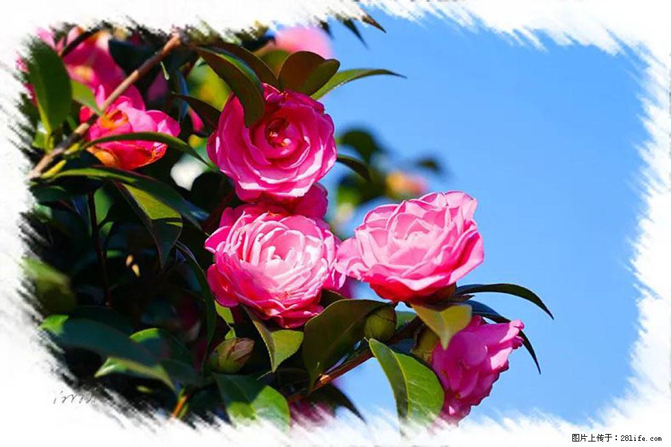 【春天，广西桂林灌阳县向您发出邀请！】杨柳井茶花惹人爱 - 游山玩水 - 西双版纳生活社区 - 西双版纳28生活网 bn.28life.net