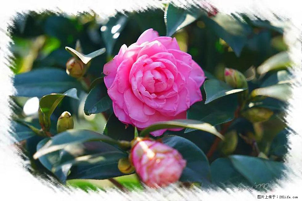 【春天，广西桂林灌阳县向您发出邀请！】杨柳井茶花惹人爱 - 游山玩水 - 西双版纳生活社区 - 西双版纳28生活网 bn.28life.net