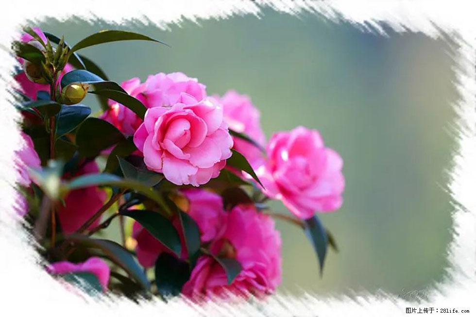 【春天，广西桂林灌阳县向您发出邀请！】杨柳井茶花惹人爱 - 游山玩水 - 西双版纳生活社区 - 西双版纳28生活网 bn.28life.net
