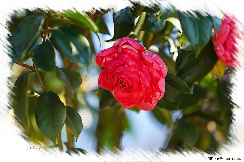 【春天，广西桂林灌阳县向您发出邀请！】杨柳井茶花惹人爱 - 游山玩水 - 西双版纳生活社区 - 西双版纳28生活网 bn.28life.net