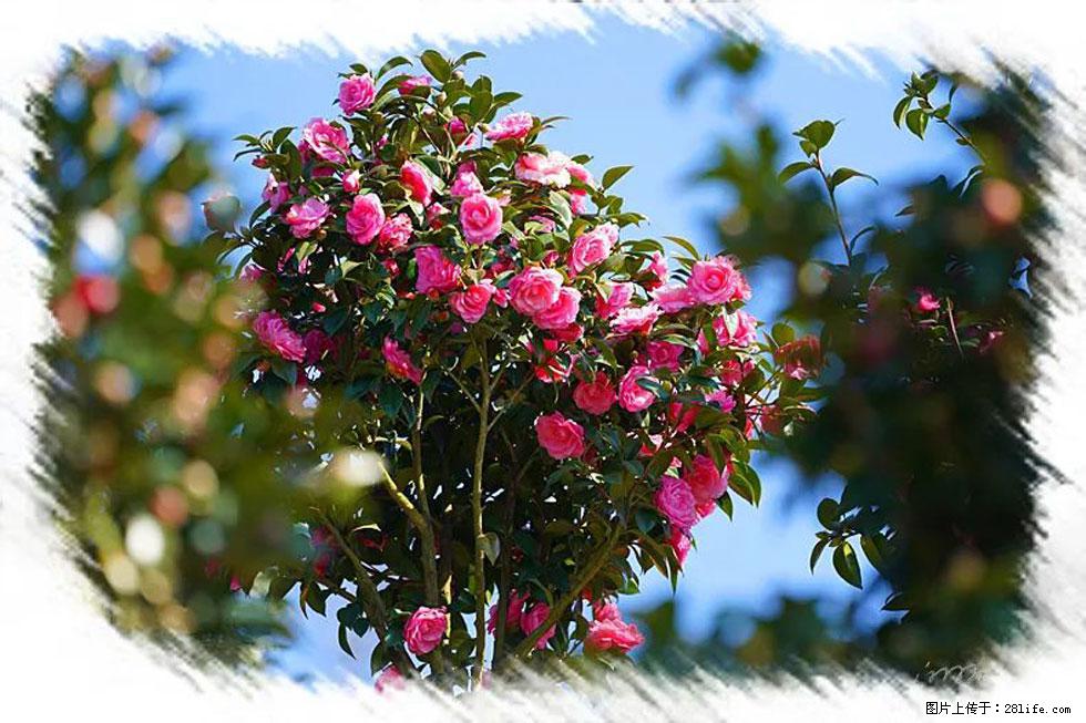 【春天，广西桂林灌阳县向您发出邀请！】杨柳井茶花惹人爱 - 游山玩水 - 西双版纳生活社区 - 西双版纳28生活网 bn.28life.net
