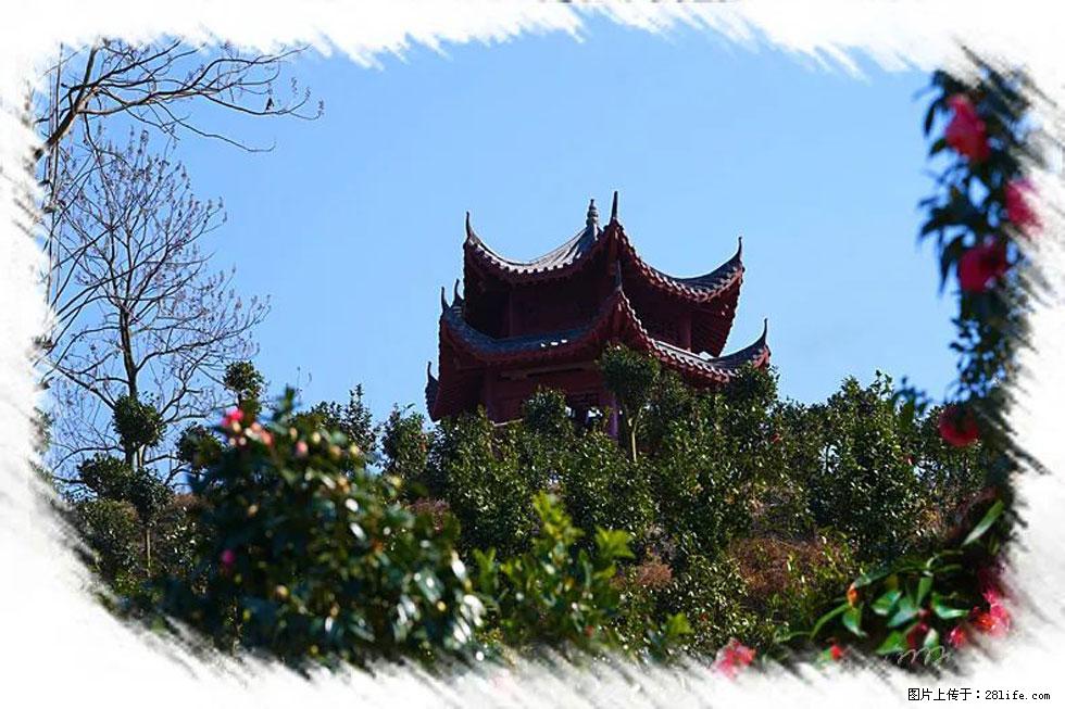 【春天，广西桂林灌阳县向您发出邀请！】杨柳井茶花惹人爱 - 游山玩水 - 西双版纳生活社区 - 西双版纳28生活网 bn.28life.net