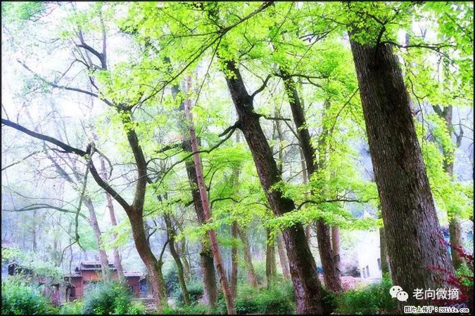 【春天，广西桂林灌阳县向您发出邀请！】在小龙村与春天约会 - 游山玩水 - 西双版纳生活社区 - 西双版纳28生活网 bn.28life.net