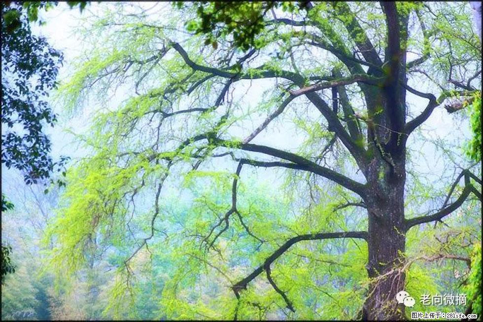 【春天，广西桂林灌阳县向您发出邀请！】在小龙村与春天约会 - 游山玩水 - 西双版纳生活社区 - 西双版纳28生活网 bn.28life.net