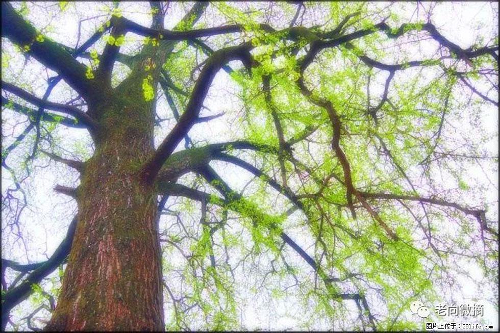 【春天，广西桂林灌阳县向您发出邀请！】在小龙村与春天约会 - 游山玩水 - 西双版纳生活社区 - 西双版纳28生活网 bn.28life.net