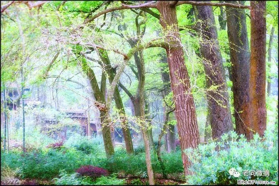 【春天，广西桂林灌阳县向您发出邀请！】在小龙村与春天约会 - 游山玩水 - 西双版纳生活社区 - 西双版纳28生活网 bn.28life.net