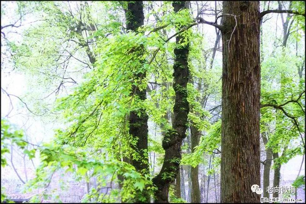【春天，广西桂林灌阳县向您发出邀请！】在小龙村与春天约会 - 游山玩水 - 西双版纳生活社区 - 西双版纳28生活网 bn.28life.net