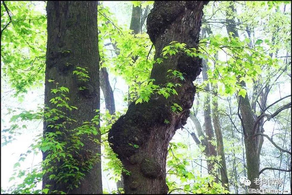 【春天，广西桂林灌阳县向您发出邀请！】在小龙村与春天约会 - 游山玩水 - 西双版纳生活社区 - 西双版纳28生活网 bn.28life.net