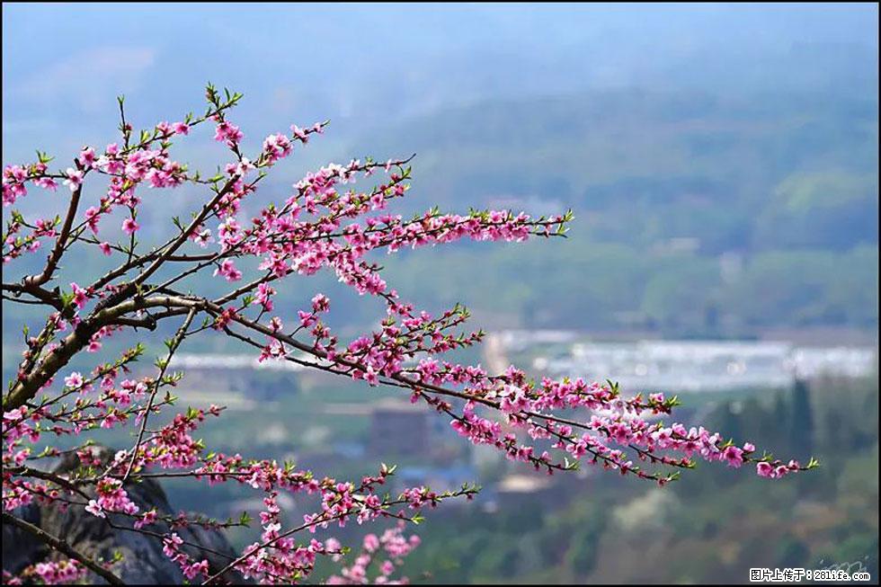 【春天，广西桂林灌阳县向您发出邀请！】望月岭上桃花开 - 游山玩水 - 西双版纳生活社区 - 西双版纳28生活网 bn.28life.net