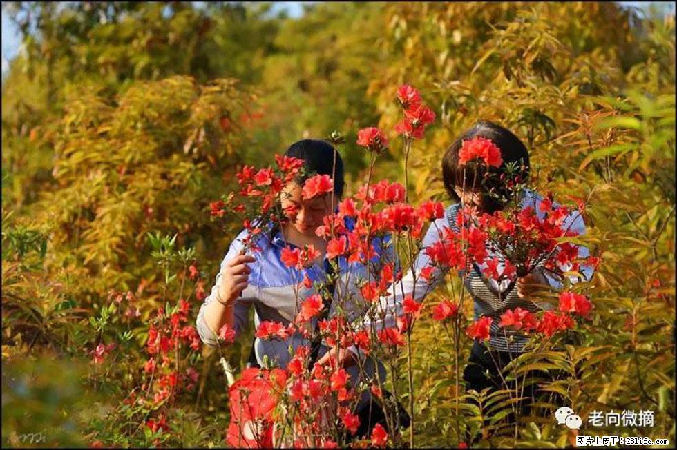 【春天，广西桂林灌阳县向您发出邀请！】登麒麟山，相约映山红 - 游山玩水 - 西双版纳生活社区 - 西双版纳28生活网 bn.28life.net