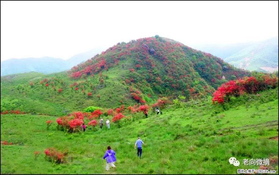 【春天，广西桂林灌阳县向您发出邀请！】宝盖山上映山红 - 游山玩水 - 西双版纳生活社区 - 西双版纳28生活网 bn.28life.net