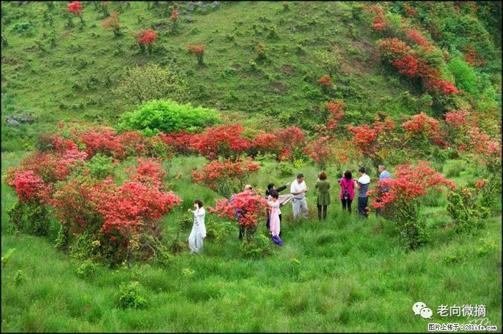 【春天，广西桂林灌阳县向您发出邀请！】宝盖山上映山红 - 游山玩水 - 西双版纳生活社区 - 西双版纳28生活网 bn.28life.net