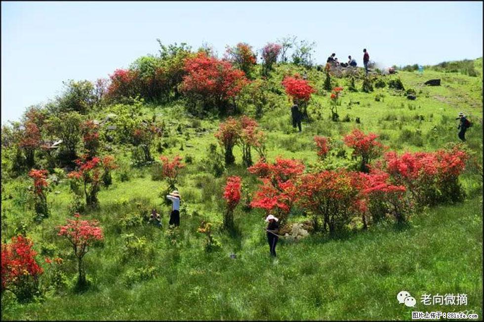 【春天，广西桂林灌阳县向您发出邀请！】宝盖山上映山红 - 游山玩水 - 西双版纳生活社区 - 西双版纳28生活网 bn.28life.net