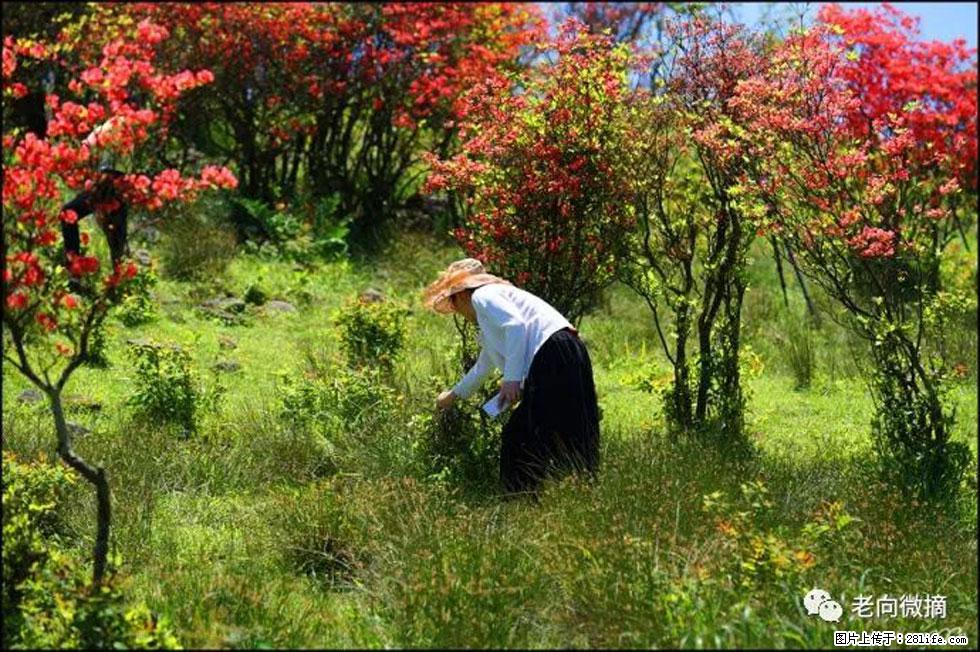 【春天，广西桂林灌阳县向您发出邀请！】宝盖山上映山红 - 游山玩水 - 西双版纳生活社区 - 西双版纳28生活网 bn.28life.net