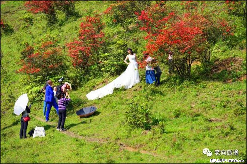 【春天，广西桂林灌阳县向您发出邀请！】宝盖山上映山红 - 游山玩水 - 西双版纳生活社区 - 西双版纳28生活网 bn.28life.net