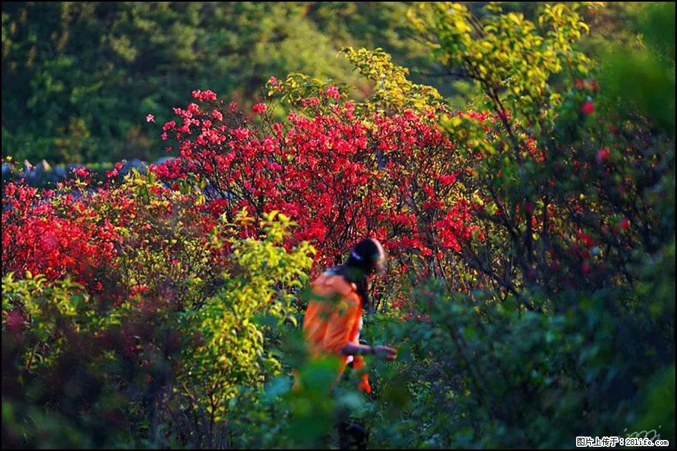 【春天，广西桂林灌阳县向您发出邀请！】春木界上映山红 - 游山玩水 - 西双版纳生活社区 - 西双版纳28生活网 bn.28life.net