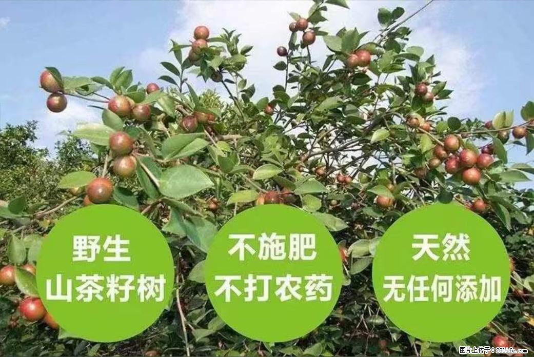 【灌阳县油茶产业示范区】一个有着充实的精神生活的人，对待身外之物自会有一种淡泊的态度 - 美食天地 - 西双版纳生活社区 - 西双版纳28生活网 bn.28life.net