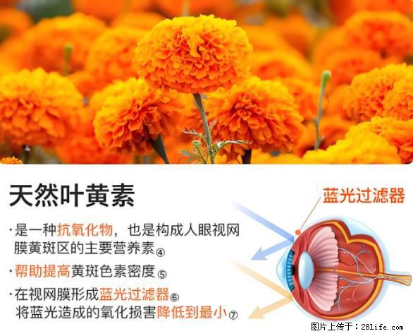 叶黄素有什么功效和作用 - 生活百科 - 西双版纳生活社区 - 西双版纳28生活网 bn.28life.net