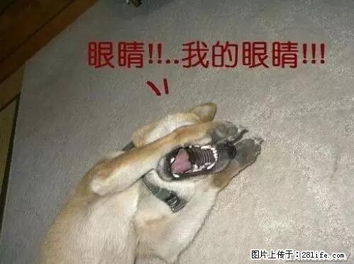 笑癫了！一女的怀孕三年未生，他终于忍不住了... - 娱乐八卦 - 西双版纳生活社区 - 西双版纳28生活网 bn.28life.net