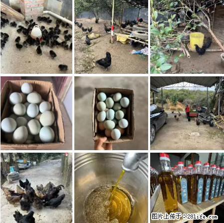 油茶园从小鸡仔开始养起的纯土鸡、土鸡蛋可以预定啦！还有前几天刚榨的纯山茶油哦 - 美食天地 - 西双版纳生活社区 - 西双版纳28生活网 bn.28life.net