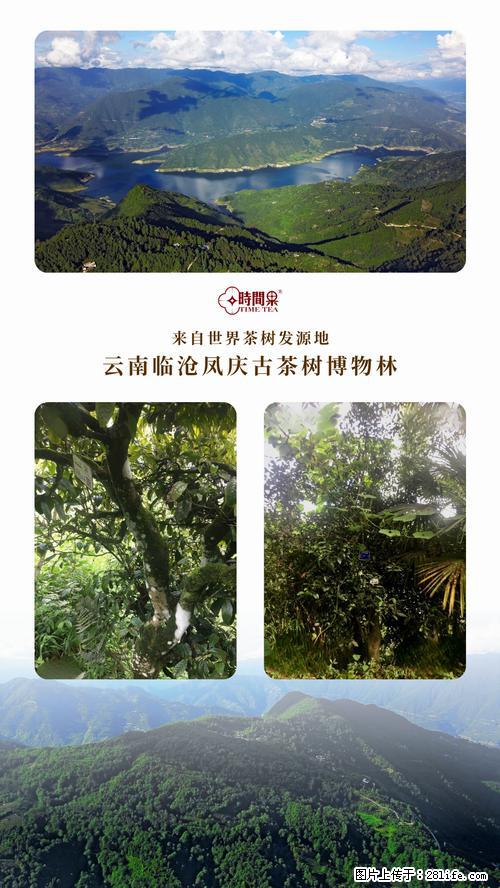 时间果百年古树2025年春红茶 - 购物交流 - 西双版纳生活社区 - 西双版纳28生活网 bn.28life.net