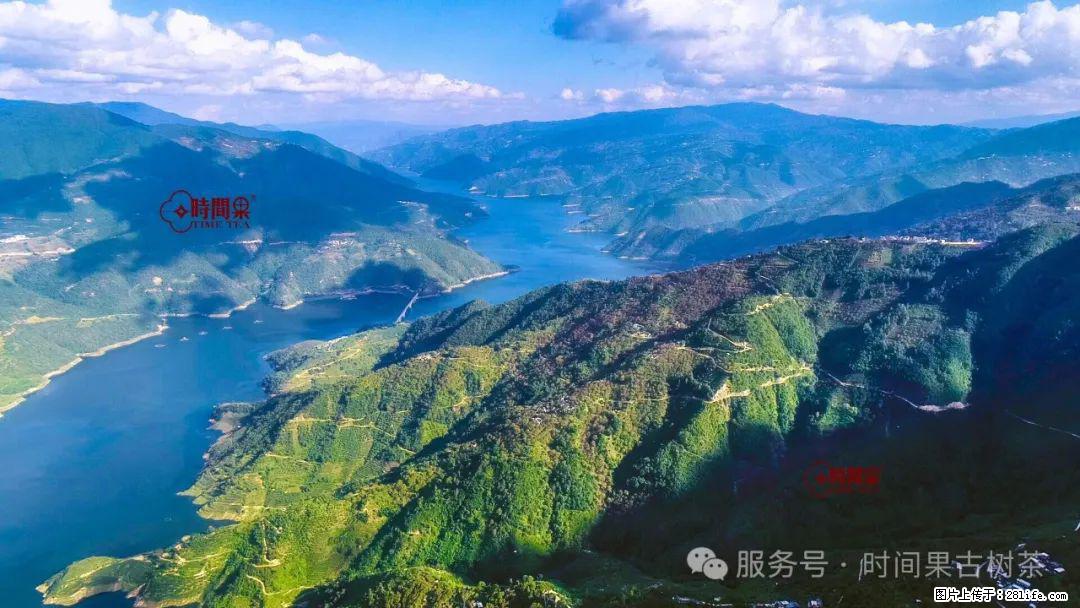 时间果百年古树龙珠普洱生茶 - 购物交流 - 西双版纳生活社区 - 西双版纳28生活网 bn.28life.net