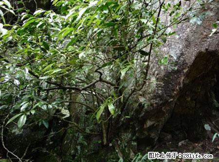 平乐石崖茶,珍贵仅次于金花茶 - 西双版纳生活资讯 - 西双版纳28生活网 bn.28life.net