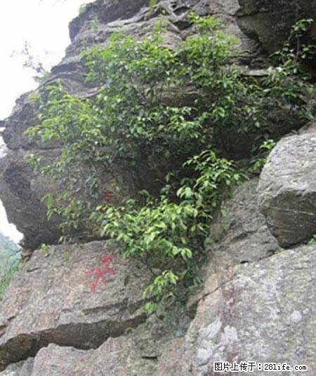 平乐石崖茶,珍贵仅次于金花茶 - 西双版纳生活资讯 - 西双版纳28生活网 bn.28life.net