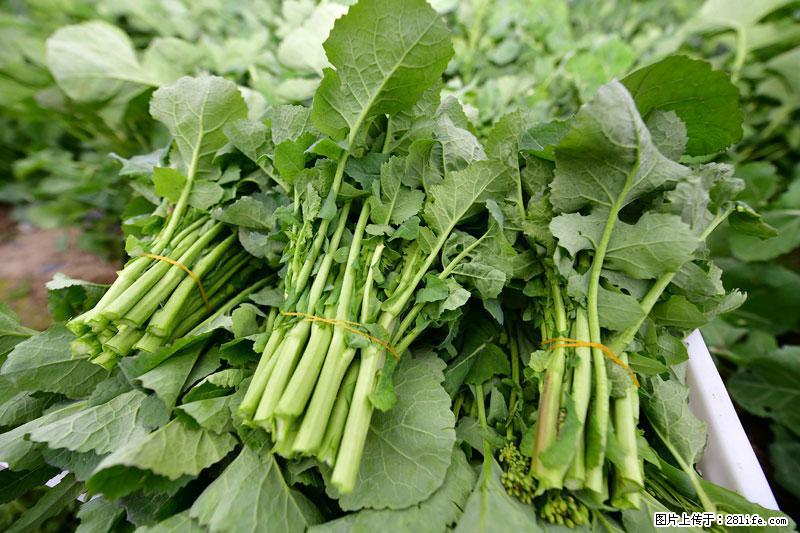 这些蔬菜是“天然钙片”，这6种被医生重点推荐 - 西双版纳生活资讯 - 西双版纳28生活网 bn.28life.net